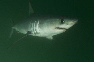 Porbeagle Shark 