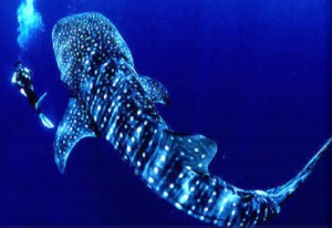 Whale Shark