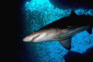 Gray Nurse Shark