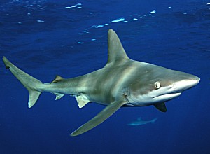 Sandbar Shark