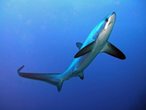 Thresher Shark